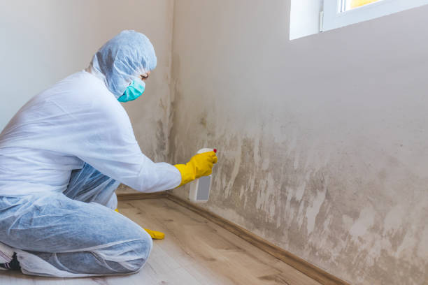 Licensed Mold Remediation service in Cypress, TX - WQB Mold Removal